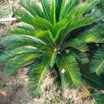铁树/花卉盆景/观叶植物/铁树树苗/林木树苗/原生态树苗