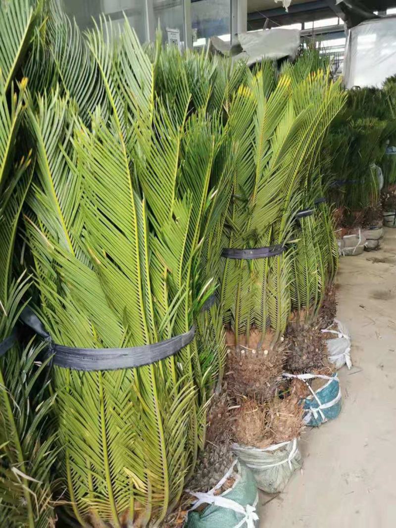 铁树/花卉盆景/观叶植物/铁树树苗/林木树苗/原生态树苗