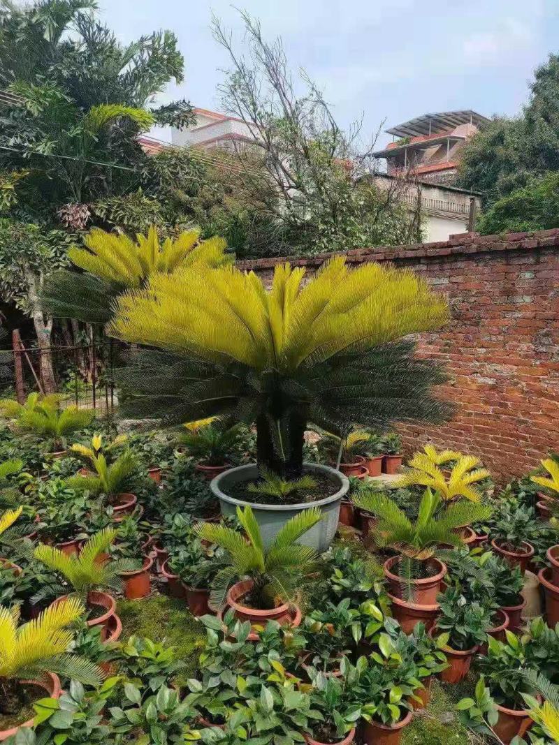 铁树/花卉盆景/观叶植物/铁树树苗/林木树苗/原生态树苗