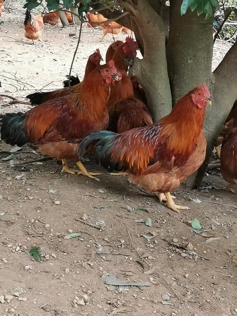 活禽