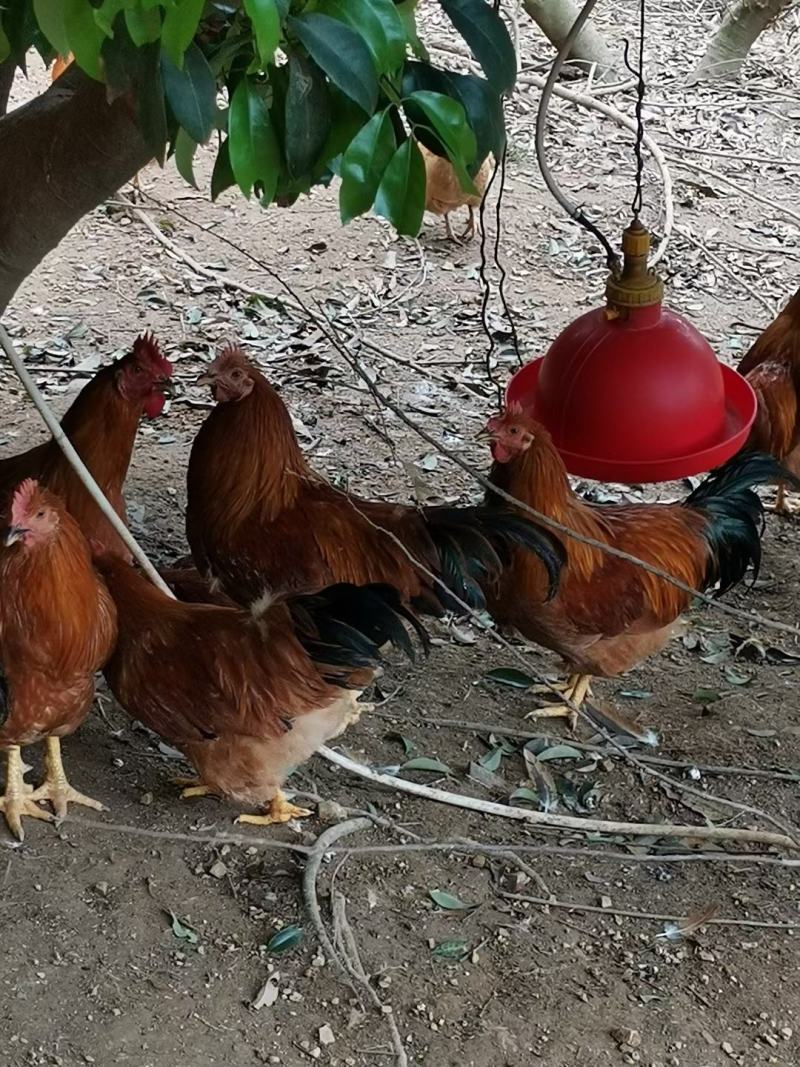 活禽