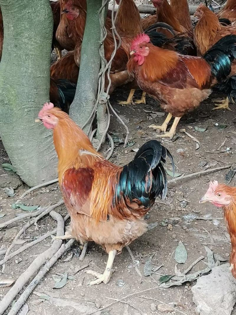 活禽