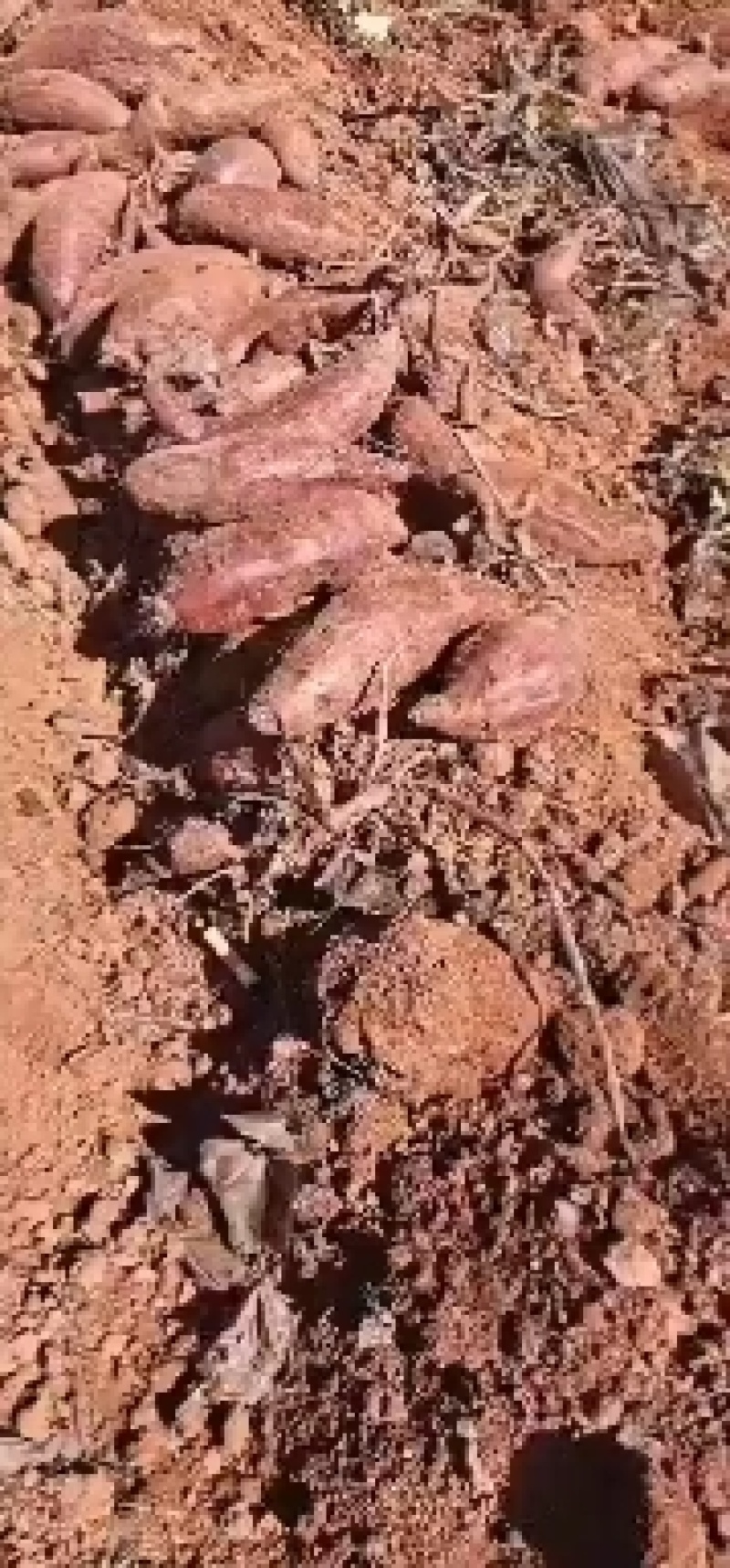 红土地沙土地本地紫薯