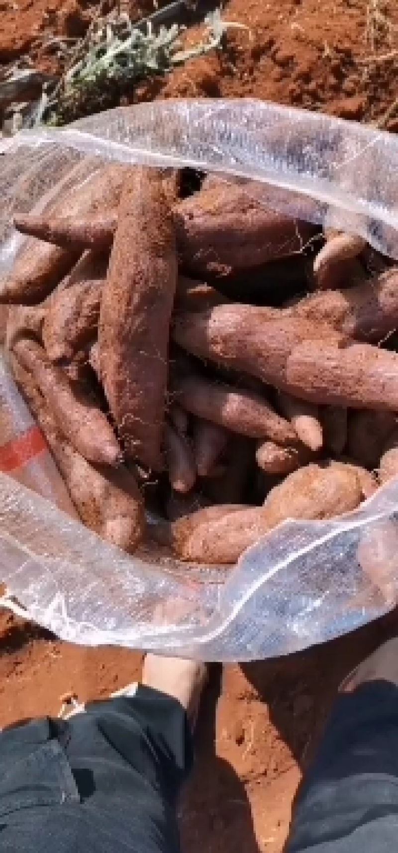 红土地沙土地本地紫薯