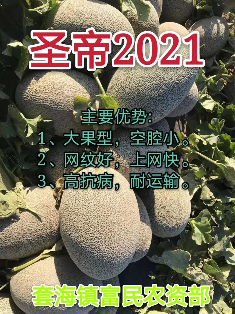 内蒙古套海地区的西州蜜精品瓜上市啦！物美价廉！