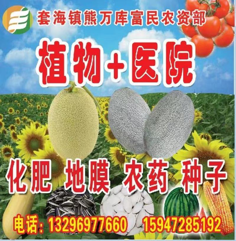 内蒙古套海地区的西州蜜精品瓜上市啦！物美价廉！