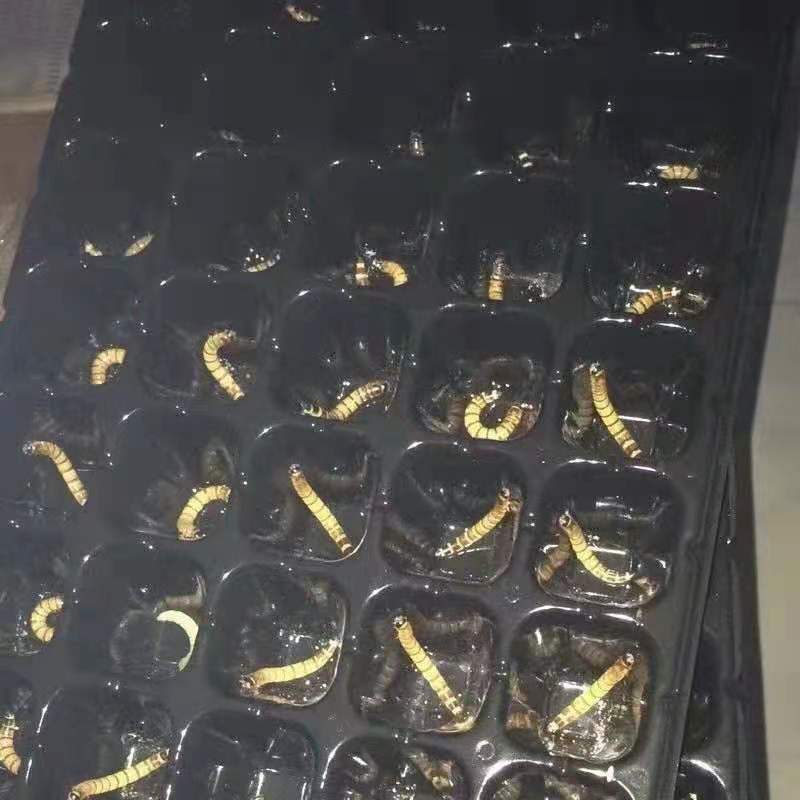 济宁蛋白虫孵化盘，欢迎电话洽谈业务，欢迎各位老板的光临！
