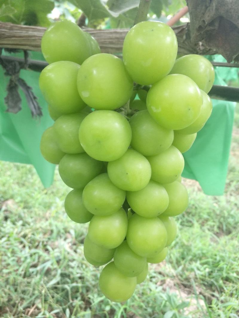 精品阳光玫瑰上市了