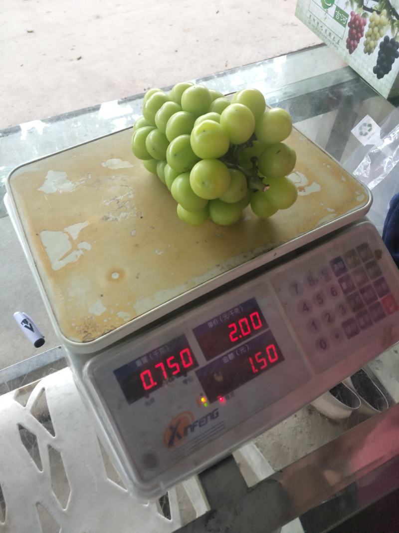 精品阳光玫瑰上市了
