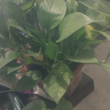 鑫农乐大棚膜水晶po膜终身流滴消雾高透光升温快