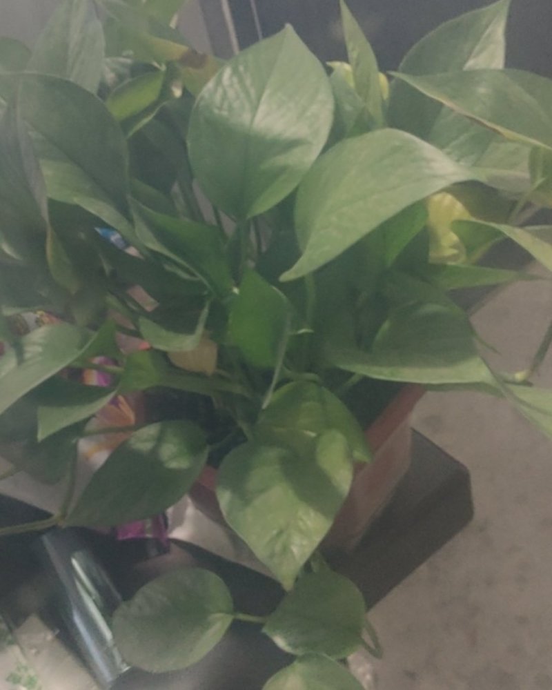 鑫农乐大棚膜水晶po膜终身流滴消雾高透光升温快