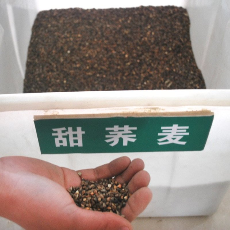 甜荞麦牧草种子/苦荞麦种子高产量发芽率高质量保证全国发货