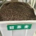甜荞麦牧草种子/苦荞麦种子高产量发芽率高质量保证全国发货