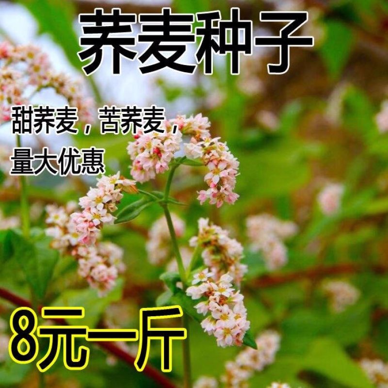 甜荞麦牧草种子/苦荞麦种子高产量发芽率高质量保证全国发货