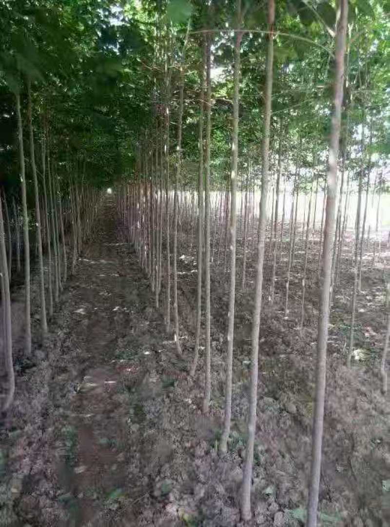 杜仲/绿化苗木/乔灌木/杜仲树/原生态树苗/林木树苗