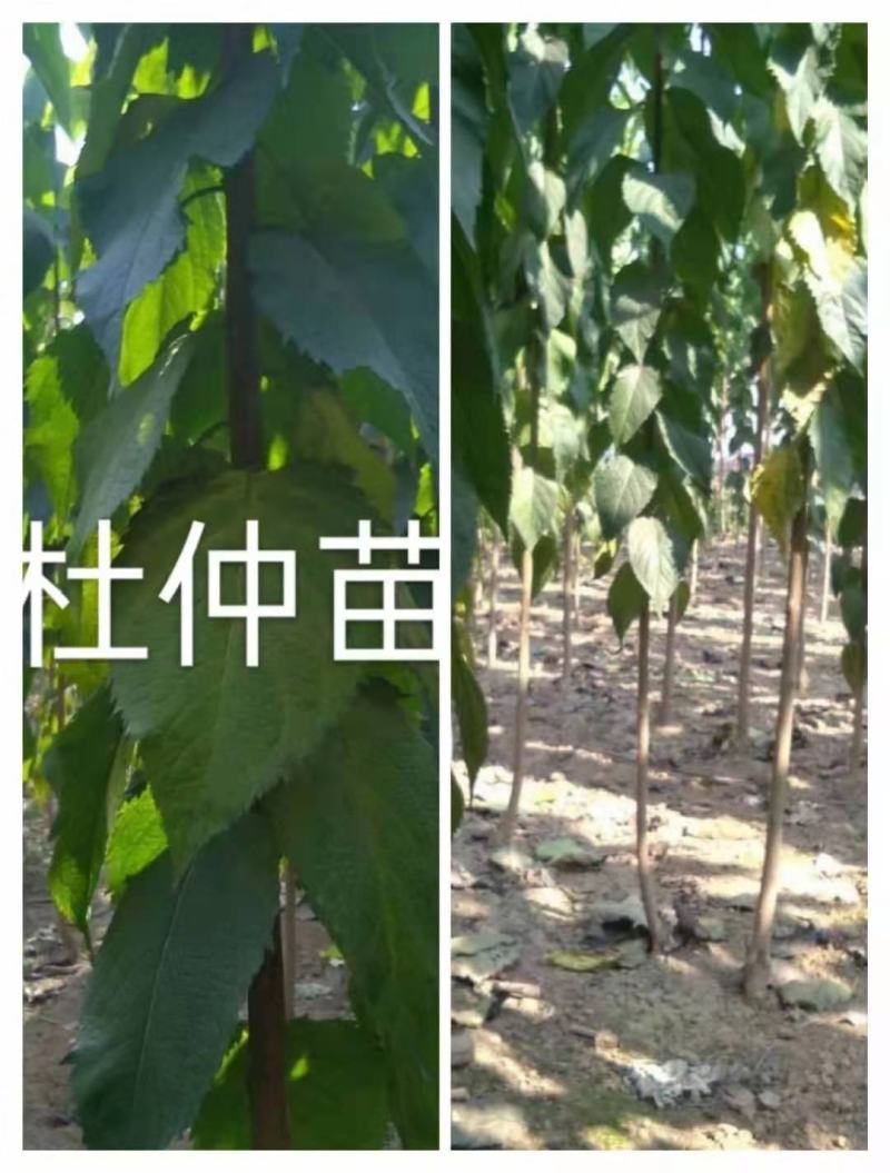 杜仲/绿化苗木/乔灌木/杜仲树/原生态树苗/林木树苗