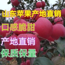 美八苹果上市山东苹果产地直销货源充足