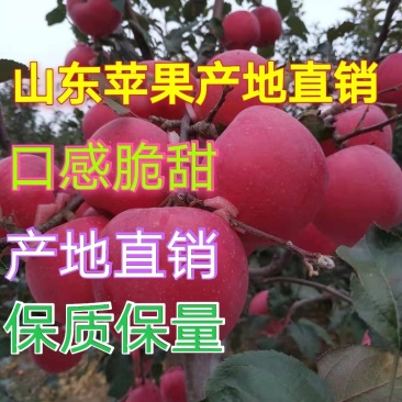 美八苹果上市山东苹果产地直销货源充足