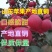 美八苹果上市山东苹果产地直销货源充足