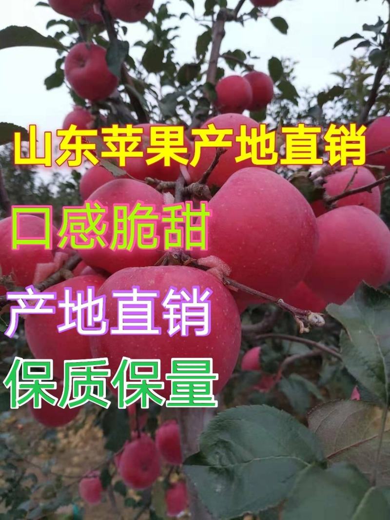 美八苹果上市山东苹果产地直销货源充足