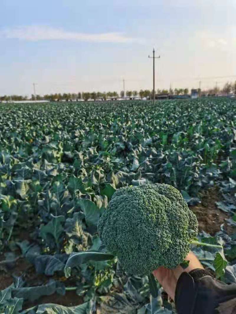 西兰花苗耐寒优秀西兰花苗，炎秀西兰花品质保证，易成活！