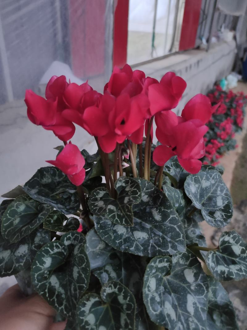 进口一代仙客来，多种颜色，耐活好养，基地直销！