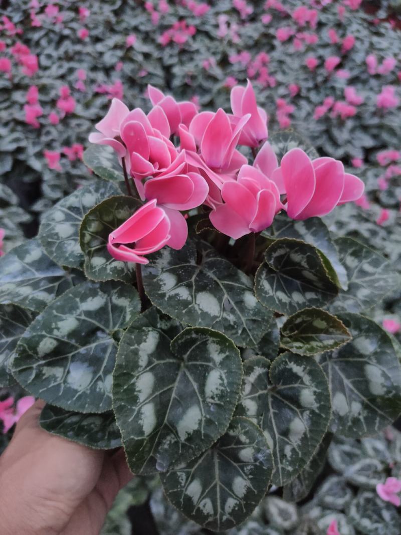 进口一代仙客来，多种颜色，耐活好养，基地直销！