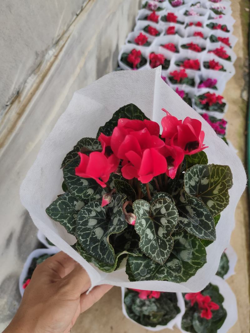进口一代仙客来，多种颜色，耐活好养，基地直销！