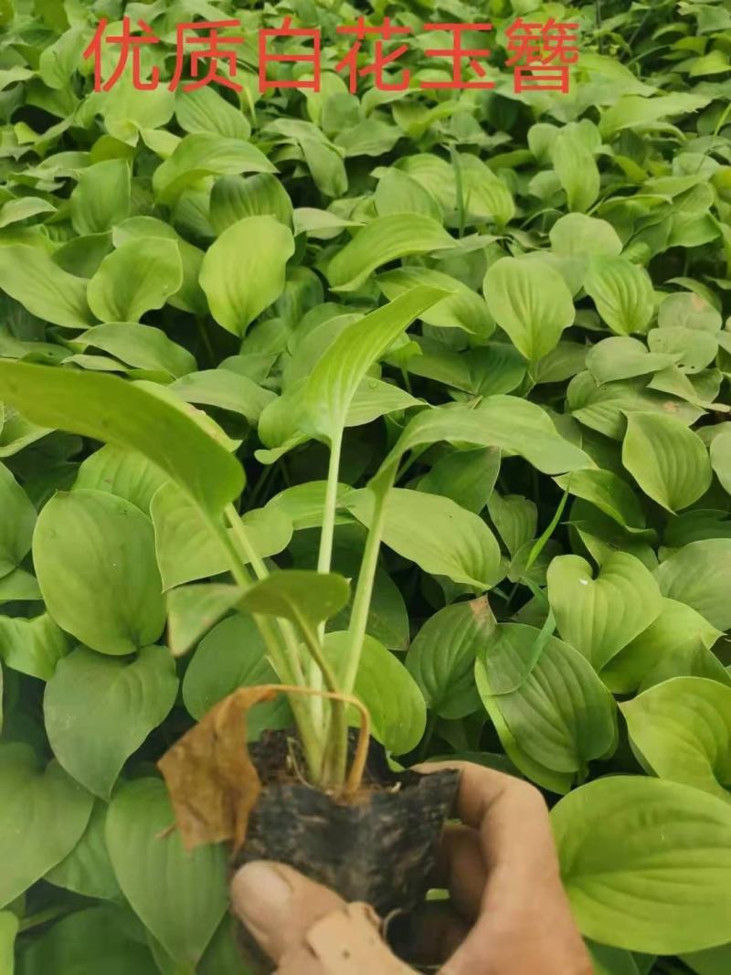 白花玉簪，规格齐全，一手货源，大量有货，基地直发