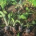 白花玉簪，规格齐全，一手货源，大量有货，基地直发
