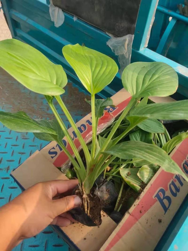 白花玉簪，规格齐全，一手货源，大量有货，基地直发