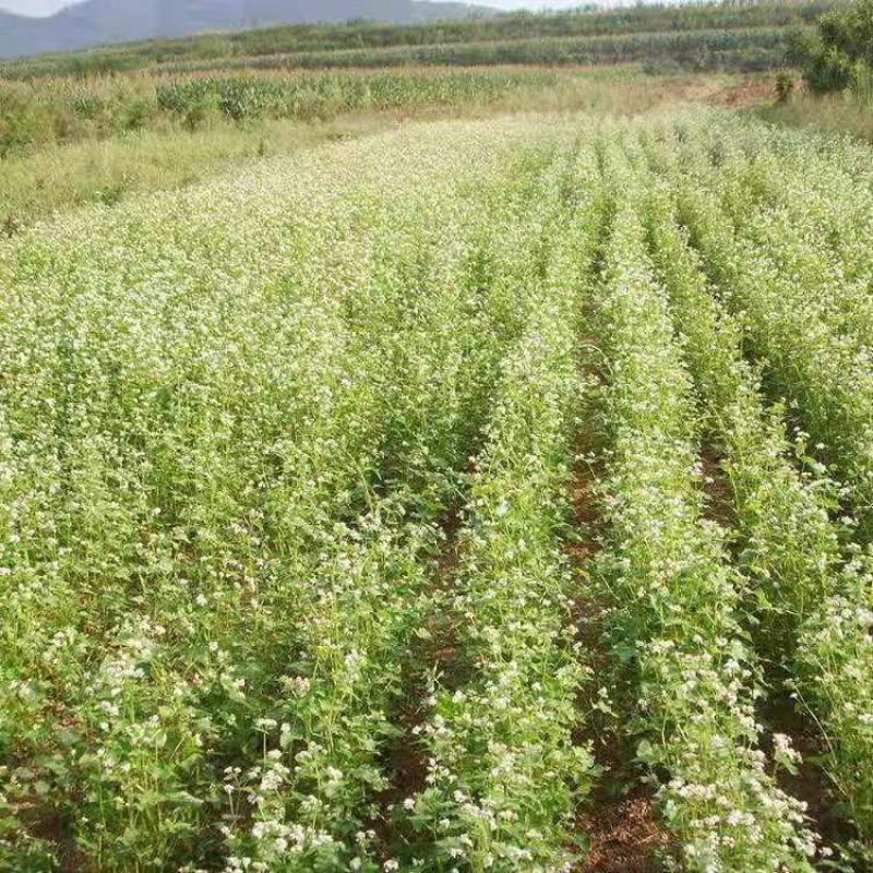 苦荞麦牧草种子/甜荞麦种子高产量质量保证全国发货