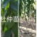 杜仲/绿化苗木/乔灌木/杜仲树/原生态树苗/林木种苗