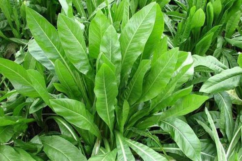 鲁梅克斯种子俄罗斯饲料菜多年生四季牧草种子鸡鸭鹅猪等