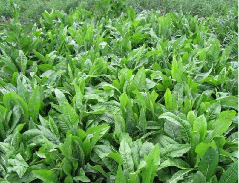鲁梅克斯种子俄罗斯饲料菜多年生四季牧草种子鸡鸭鹅猪等