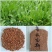 鲁梅克斯种子俄罗斯饲料菜多年生四季牧草种子鸡鸭鹅猪等