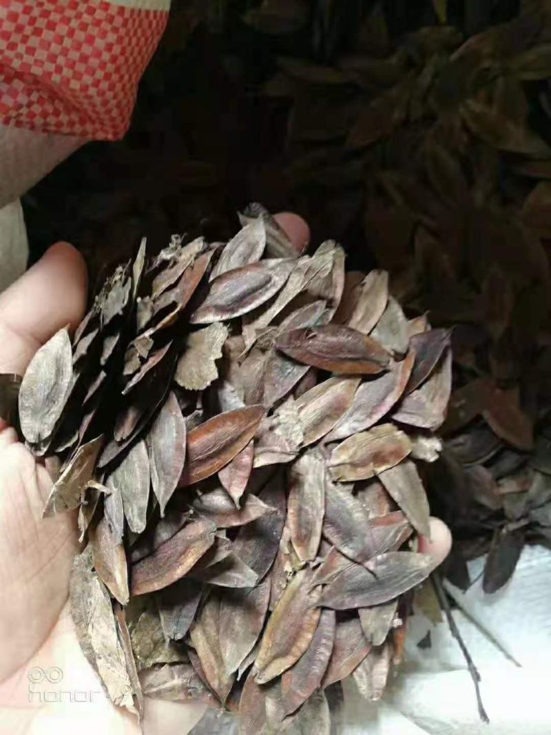 杜仲/绿化苗木/乔灌木/杜仲树/原生态树苗/种苗/树苗