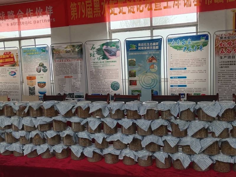 黑水虻卵