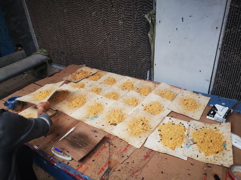 黑水虻卵
