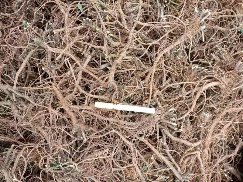 柴胡根长期大量提供，求实力厂家接货，高标准