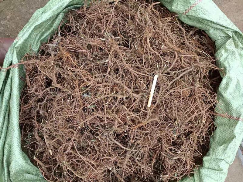 柴胡根长期大量提供，求实力厂家接货，高标准