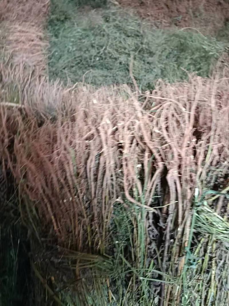 柴胡根长期大量提供，求实力厂家接货，高标准