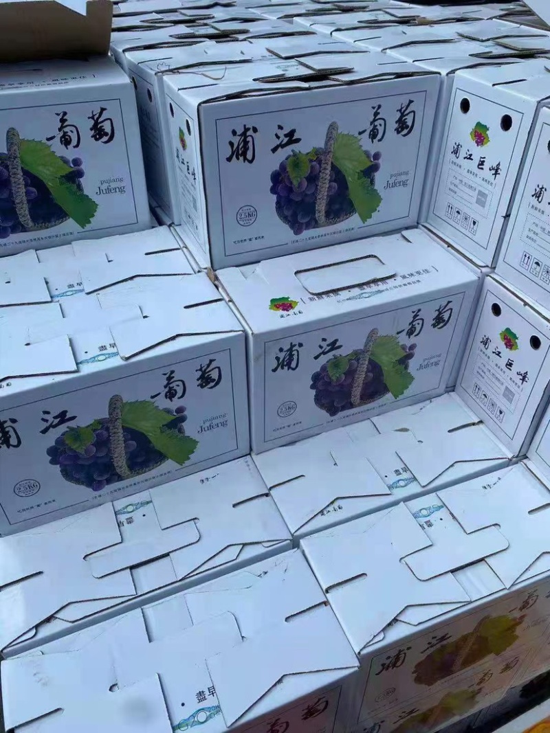 浦江巨峰葡萄