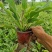 金边玉簪，大金边，品种好，大量有货，基地直发，一手货源