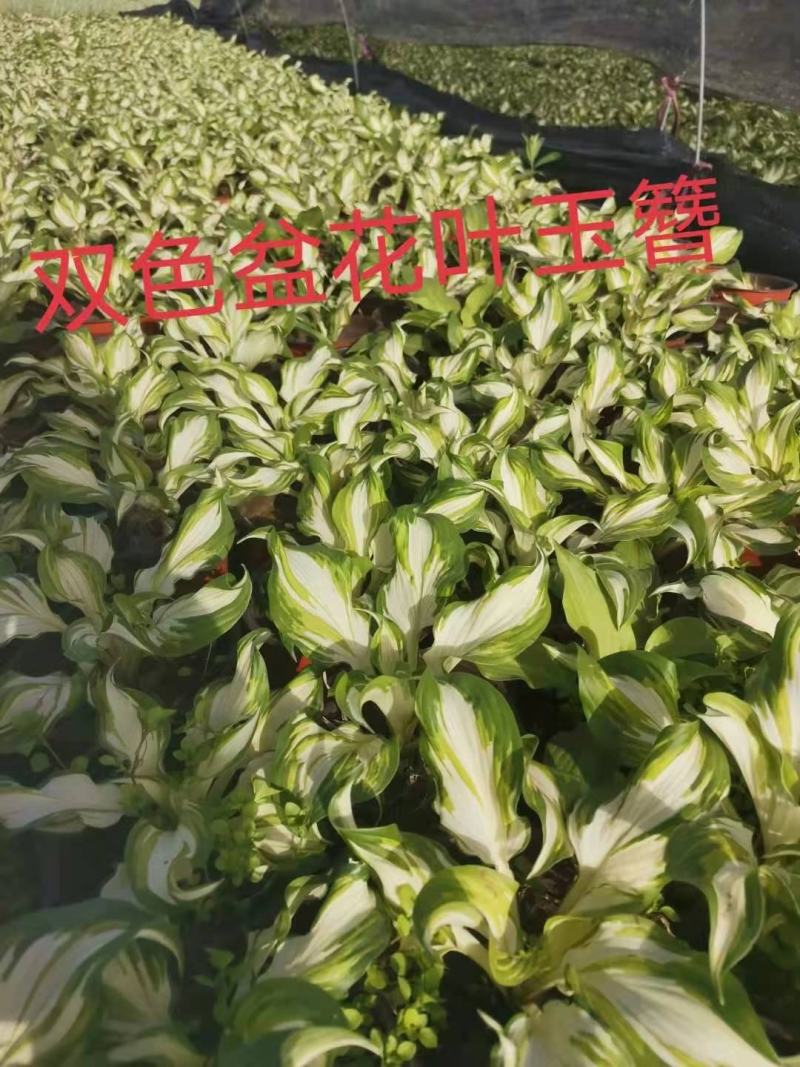 花叶玉簪，规格齐全，一手货源，大量有货，基地直发