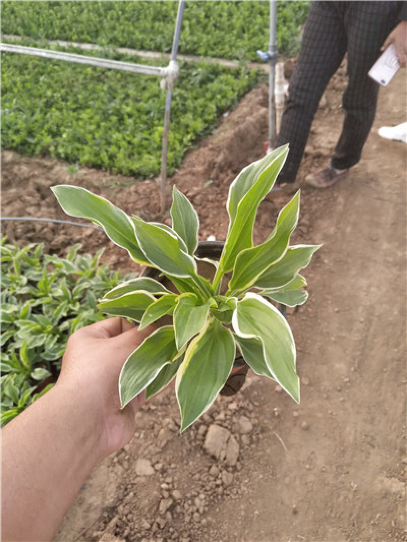 优质花叶玉簪苗各种规格都有，盆栽苗山东货源地