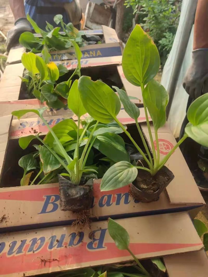 优质花叶玉簪苗各种规格都有，盆栽苗山东货源地