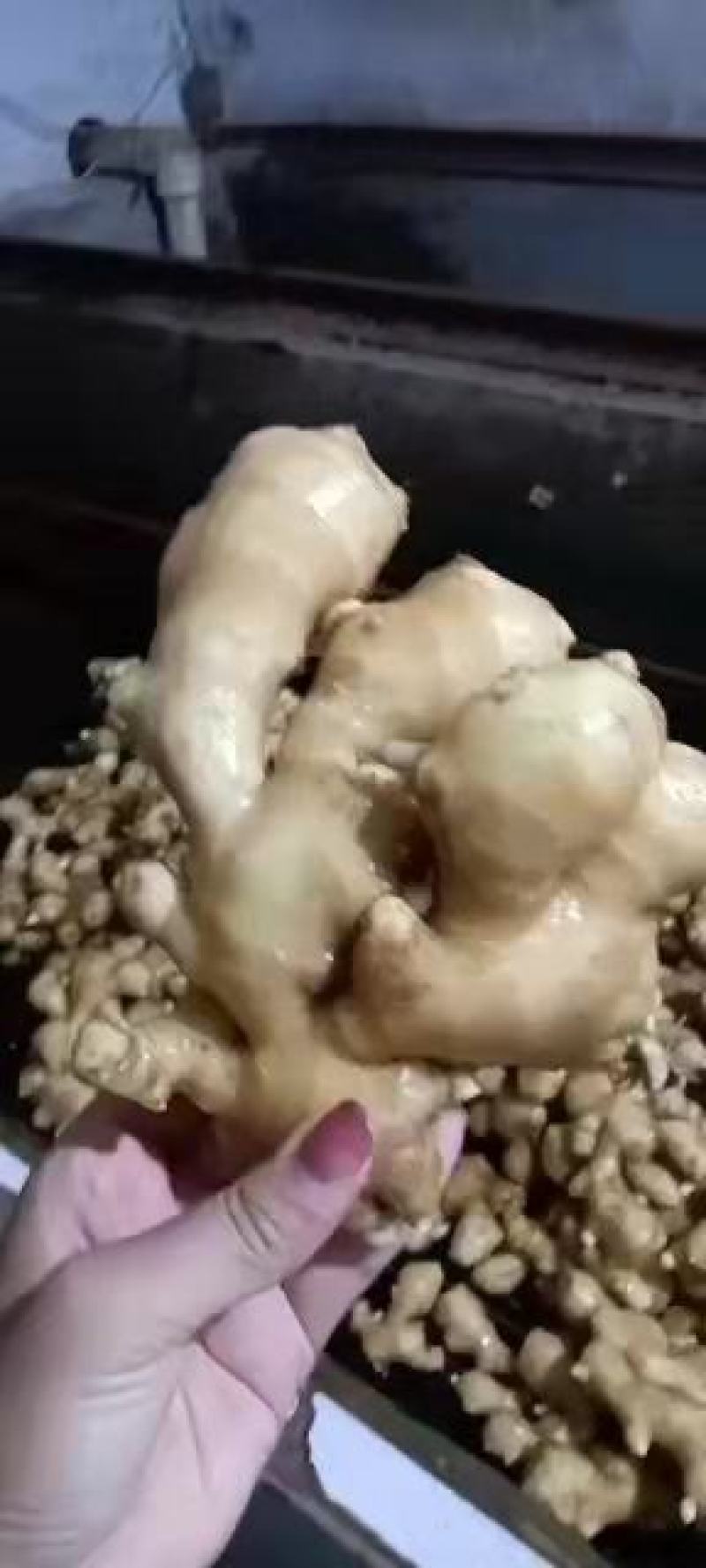 【视频看货】优质小黄姜一手货源，保质保量价格优惠