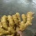 【视频看货】优质小黄姜一手货源,保质保量价格优惠