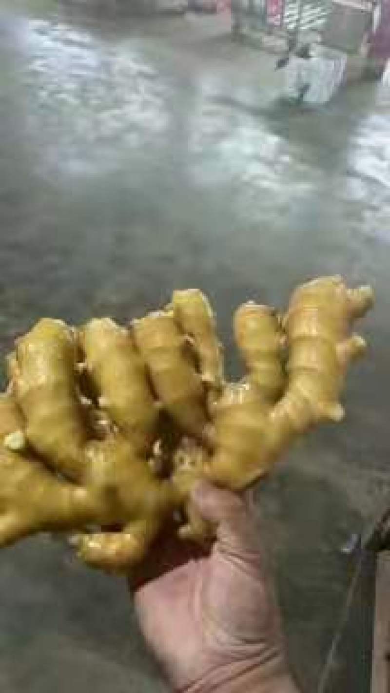 【视频看货】优质小黄姜一手货源，保质保量价格优惠